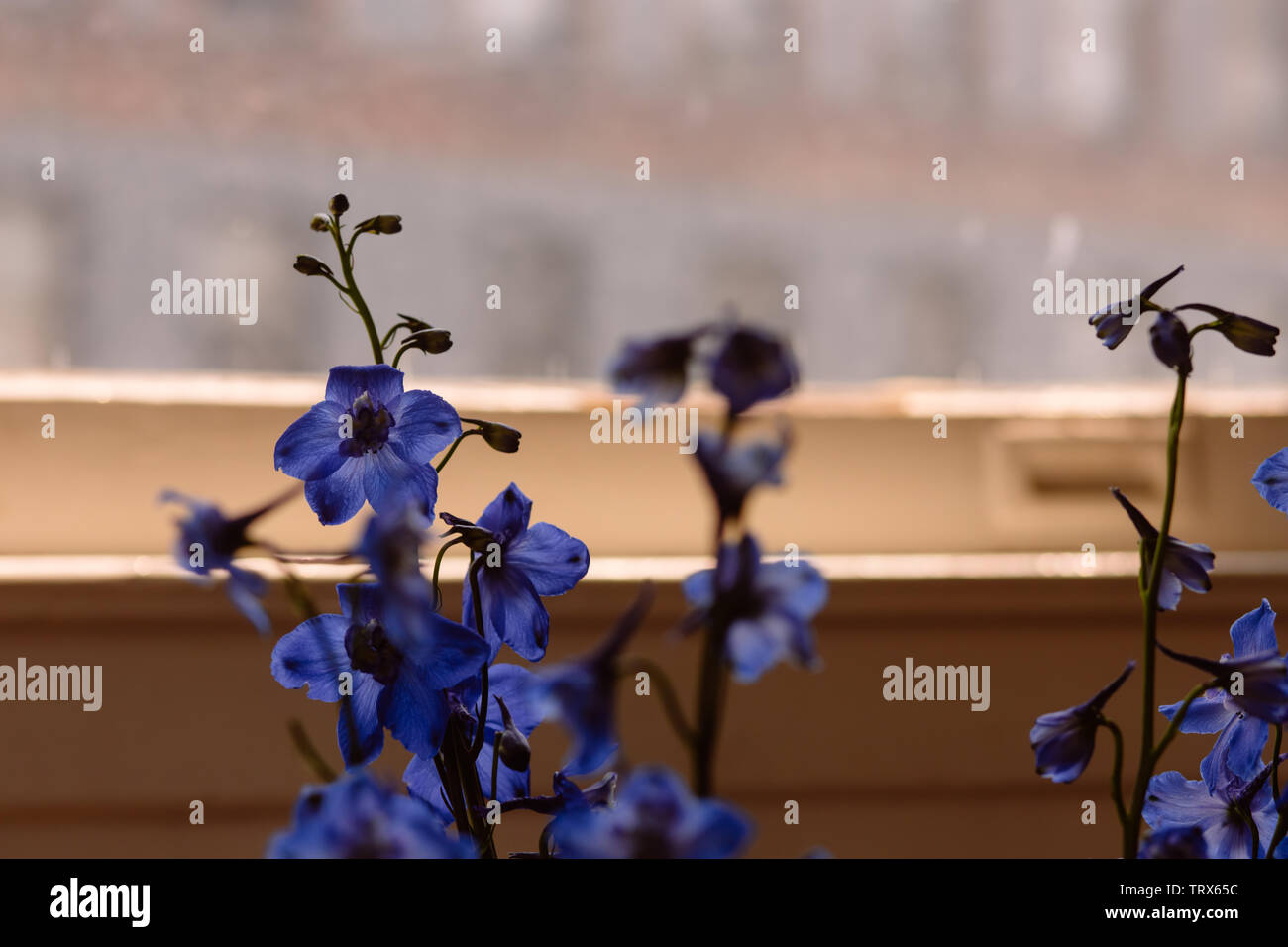 Bouquet de fleurs bleu, en face d'une fenêtre, avec vue sur la rue, à San Francisco, Californie Banque D'Images