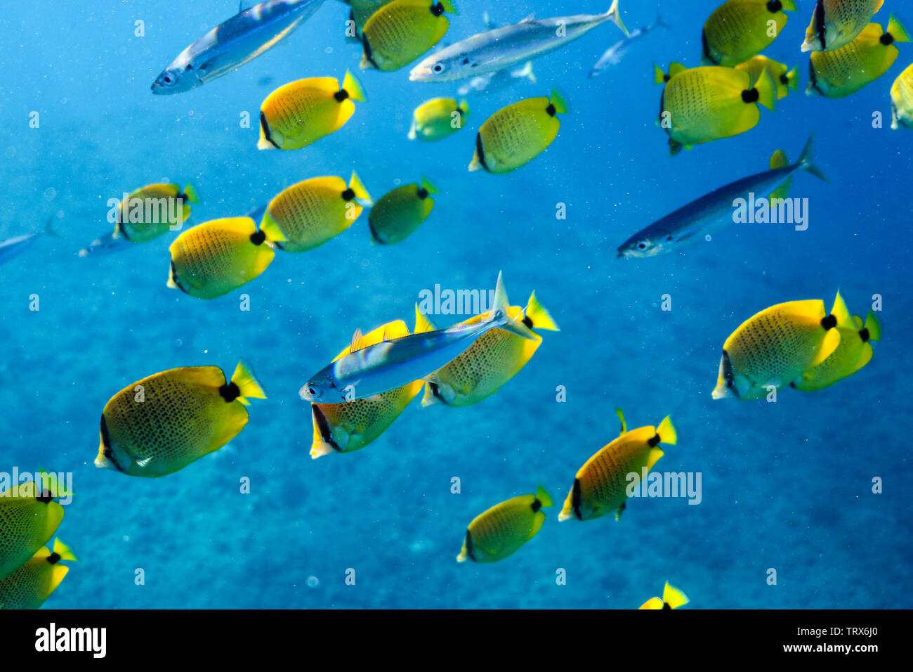 Poissons d