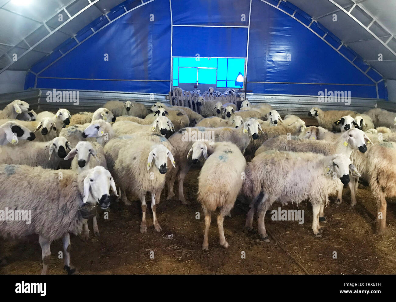 Moutons dans l'étable Banque D'Images