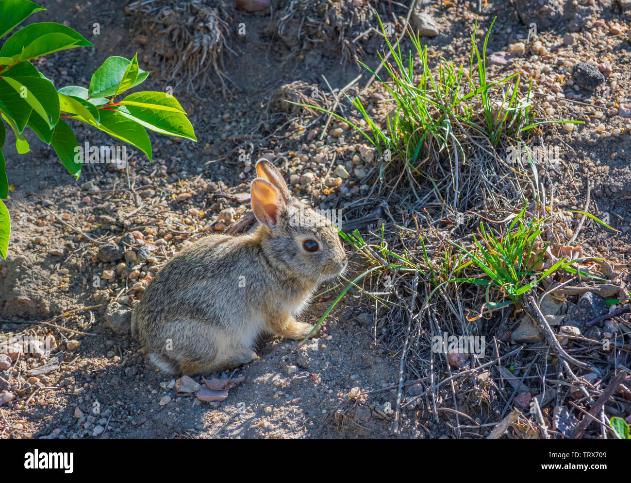 Très jeunes ou la montagne de lapin de Nuttall (Sylvilagus nuttallii) Mâcher de l'herbe dans le début de l'été, Castle Rock Colorado nous. Banque D'Images Très jeunes ou la montagne de lapin de Nuttall (Sylvilagus nuttallii) Mâcher de l'herbe dans le début de l'été, Castle Rock Colorado nous. Banque D'Images