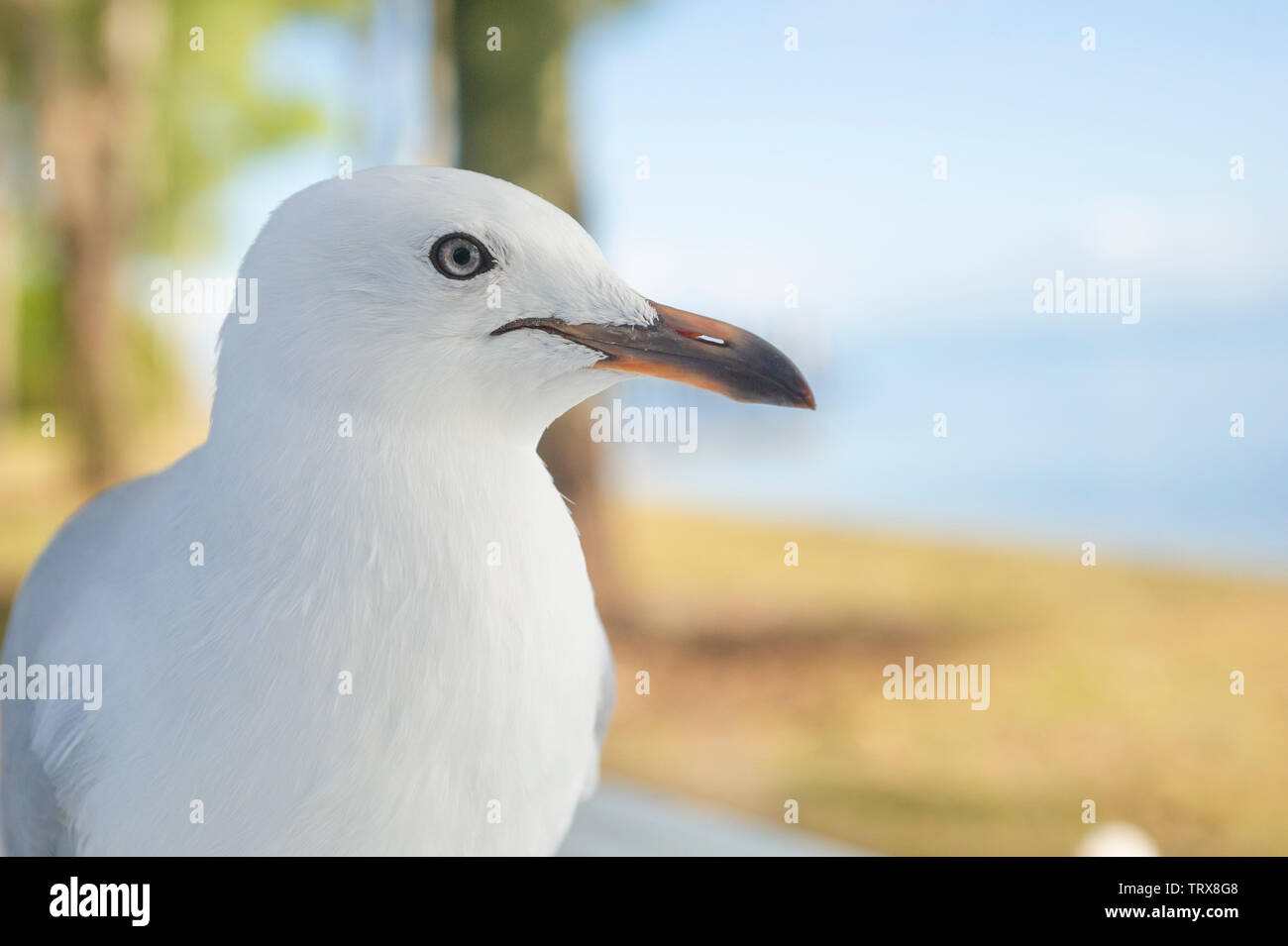 Mouette par le profil de plage coups Banque D'Images