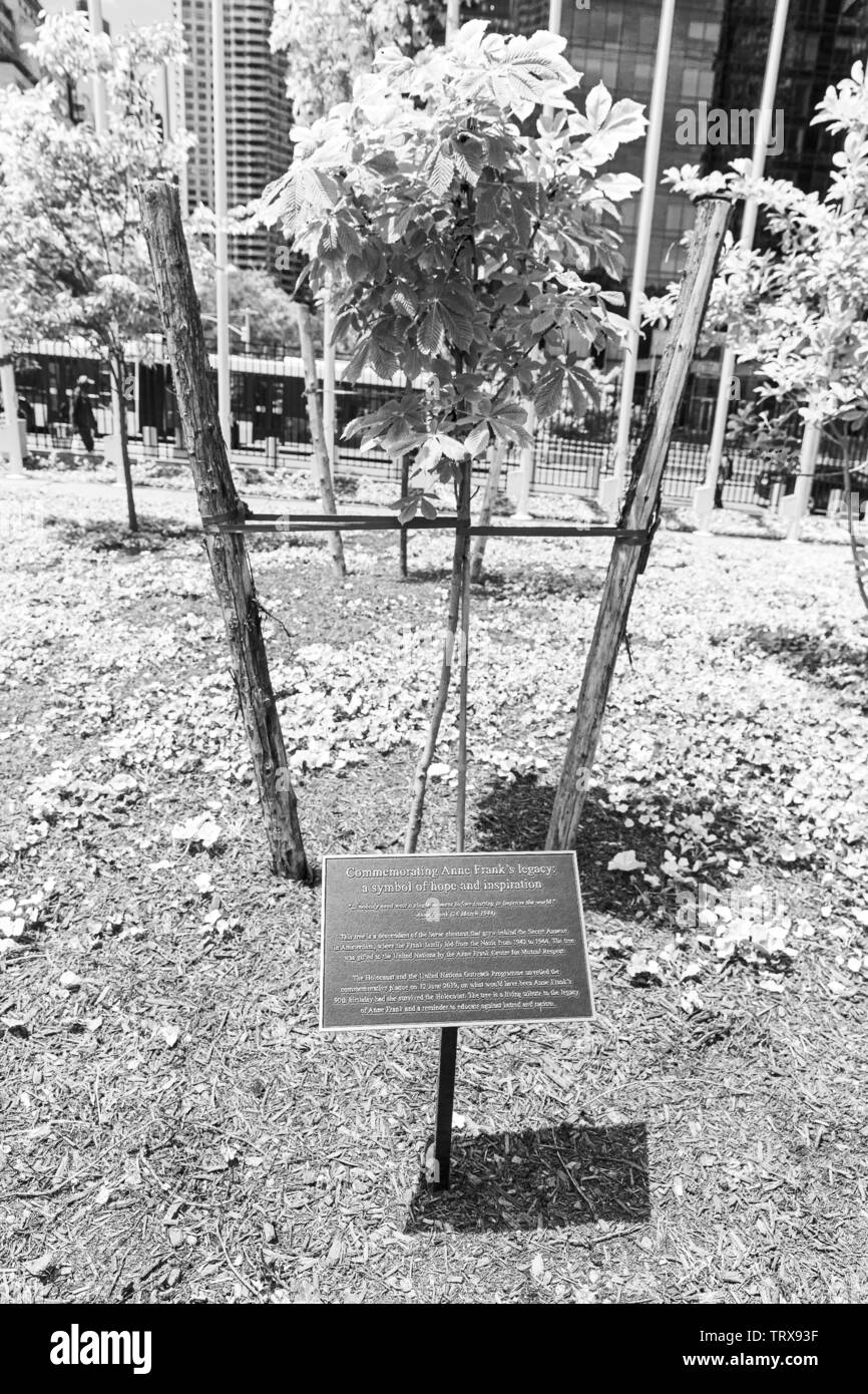New York, NY - 12 juin 2019 : Cérémonie d'un jeune arbre pour commémorer l'héritage de Anne Frank et les six millions de tués pendant l'Holocauste au Siège de l'ONU Banque D'Images
