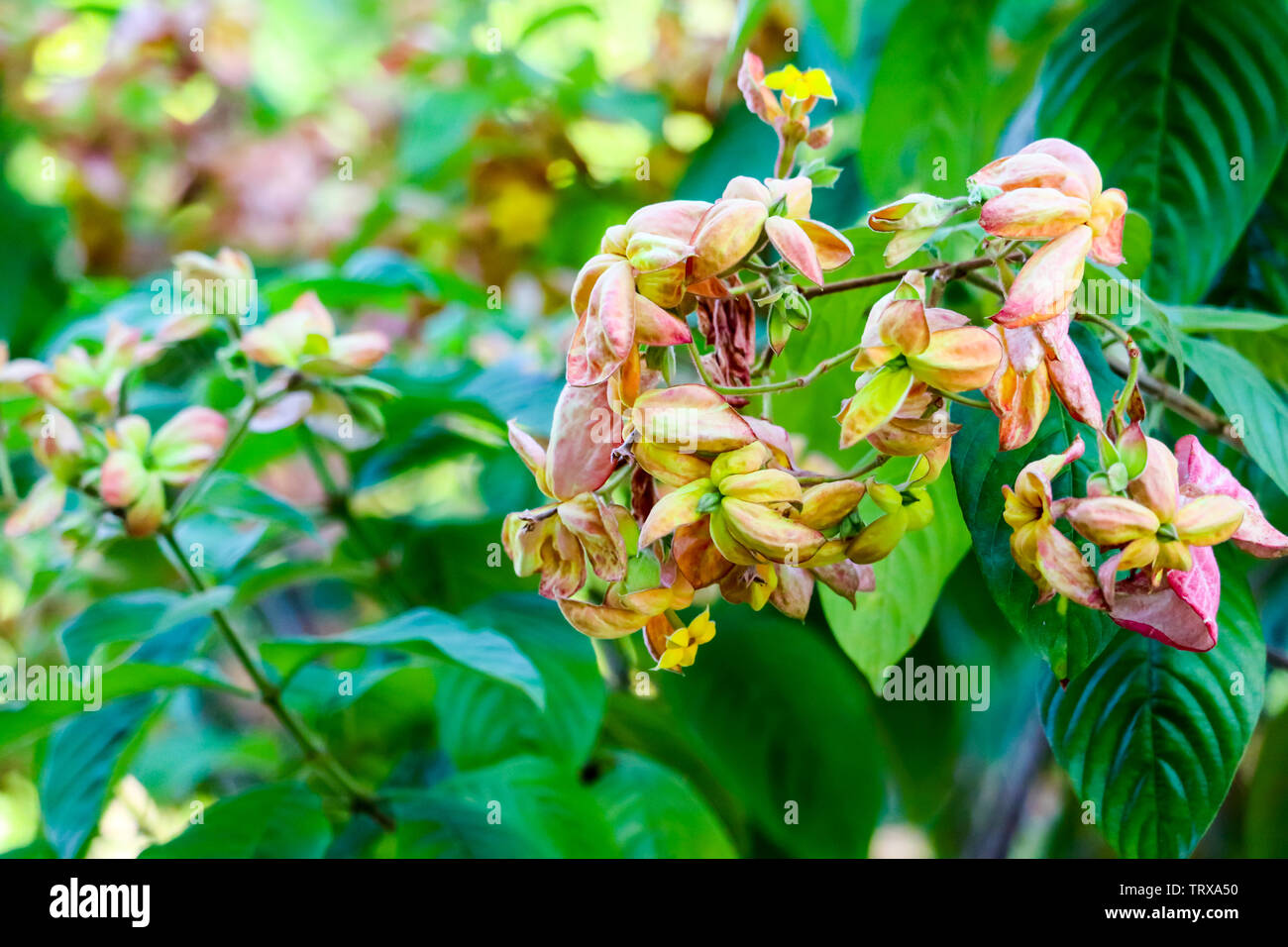 Le calice développé en cinq lobe de rose orange et jaune avec des poils courts selon les branches les feuilles, pétales de fleurs Banque D'Images