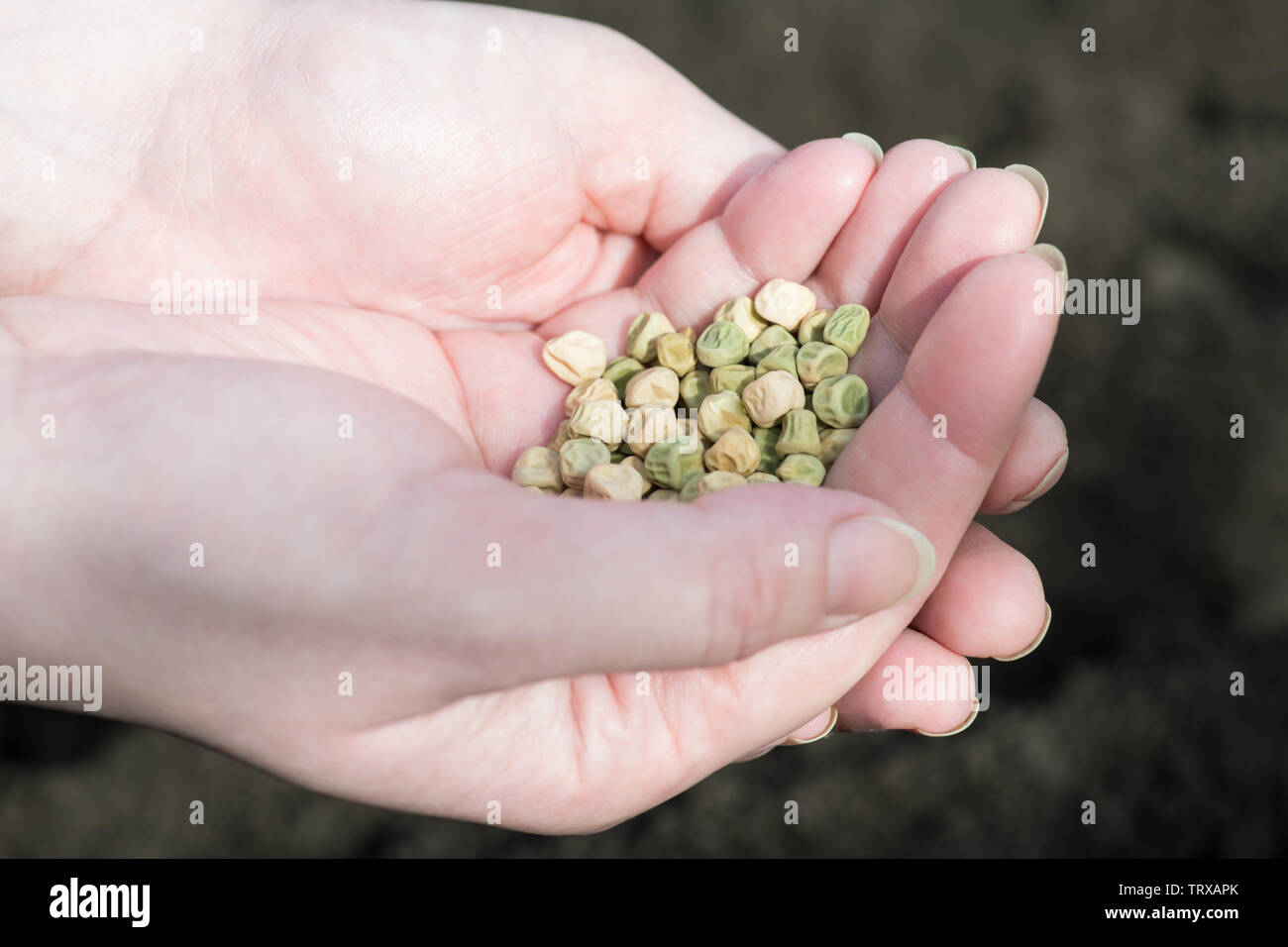 Graines de pois dans les deux palmiers d'une agricultrice. Fragment d'un women's hands. Photographie horizontale Banque D'Images