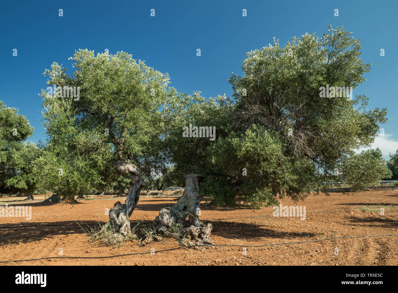 Plantation olive méditerranéenne avec un vieil olivier au premier plan. Banque D'Images