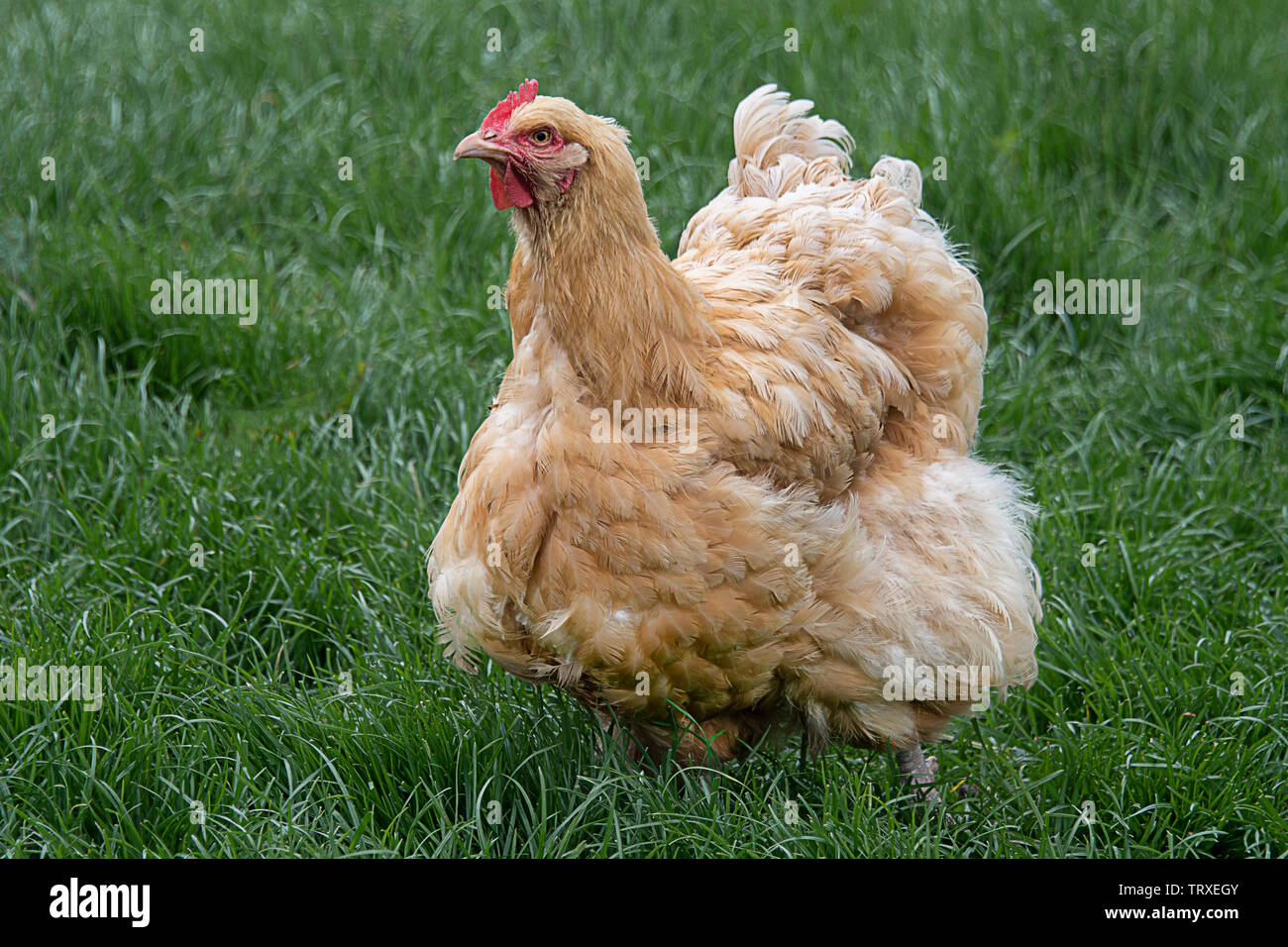 Un poulet à plumes moelleux se dresse sur l'herbe avec des plumes ébouriffées Banque D'Images