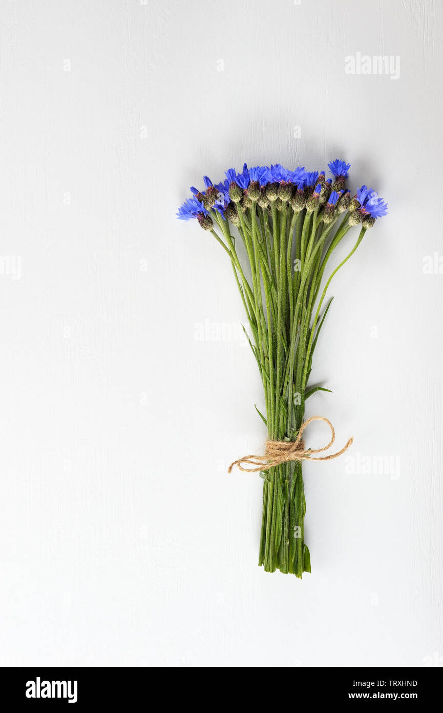 Barbeaux. Fleurs bleues sauvages. Bouquet de fleurs bleu sur fond clair. Art design arrière-plan ou modèle de carte de vœux. Mise à plat. Banque D'Images