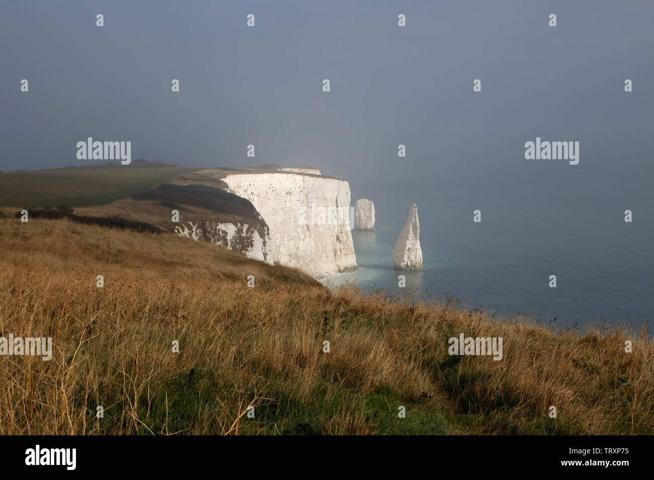 Les Pinnacles près de Handfast Point, à l'île de Purbeck, Dorset, England, UK Banque D'Images