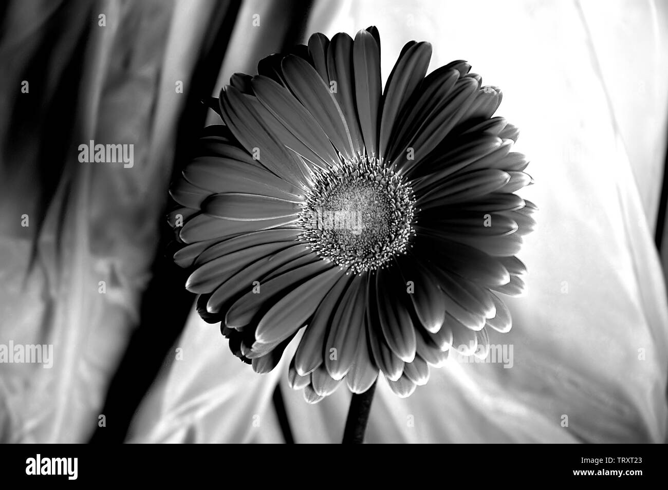 Gerbera - Noir et blanc en face de matériau satin Banque D'Images