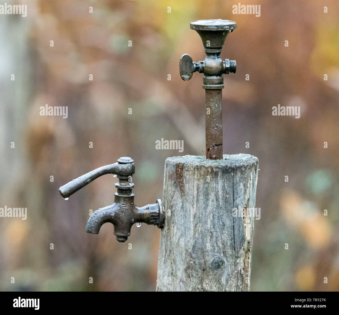 Ancien robinet ou robinet de pluie en jardin anglais Photo Stock - Alamy
