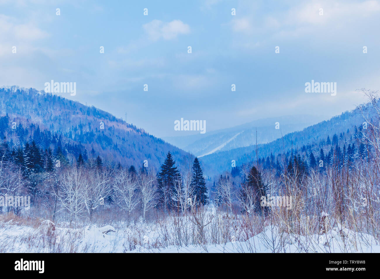 La randonnée de montagne, l'herbe de moutons dans le monde de la neige Banque D'Images