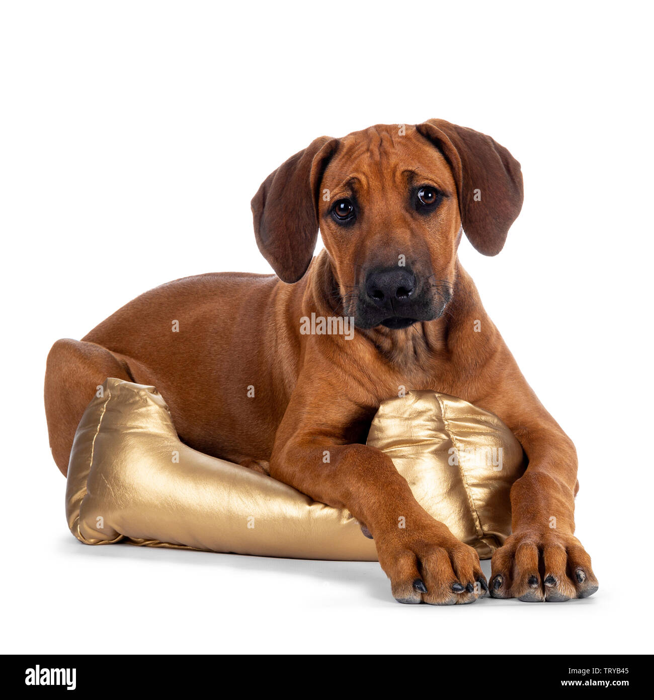 Cute wheaten Rhodesian Ridgeback puppy dog avec museau noir, fixant côté face à l'avant avec dans le panier d'or looking at camera with sweet b Banque D'Images
