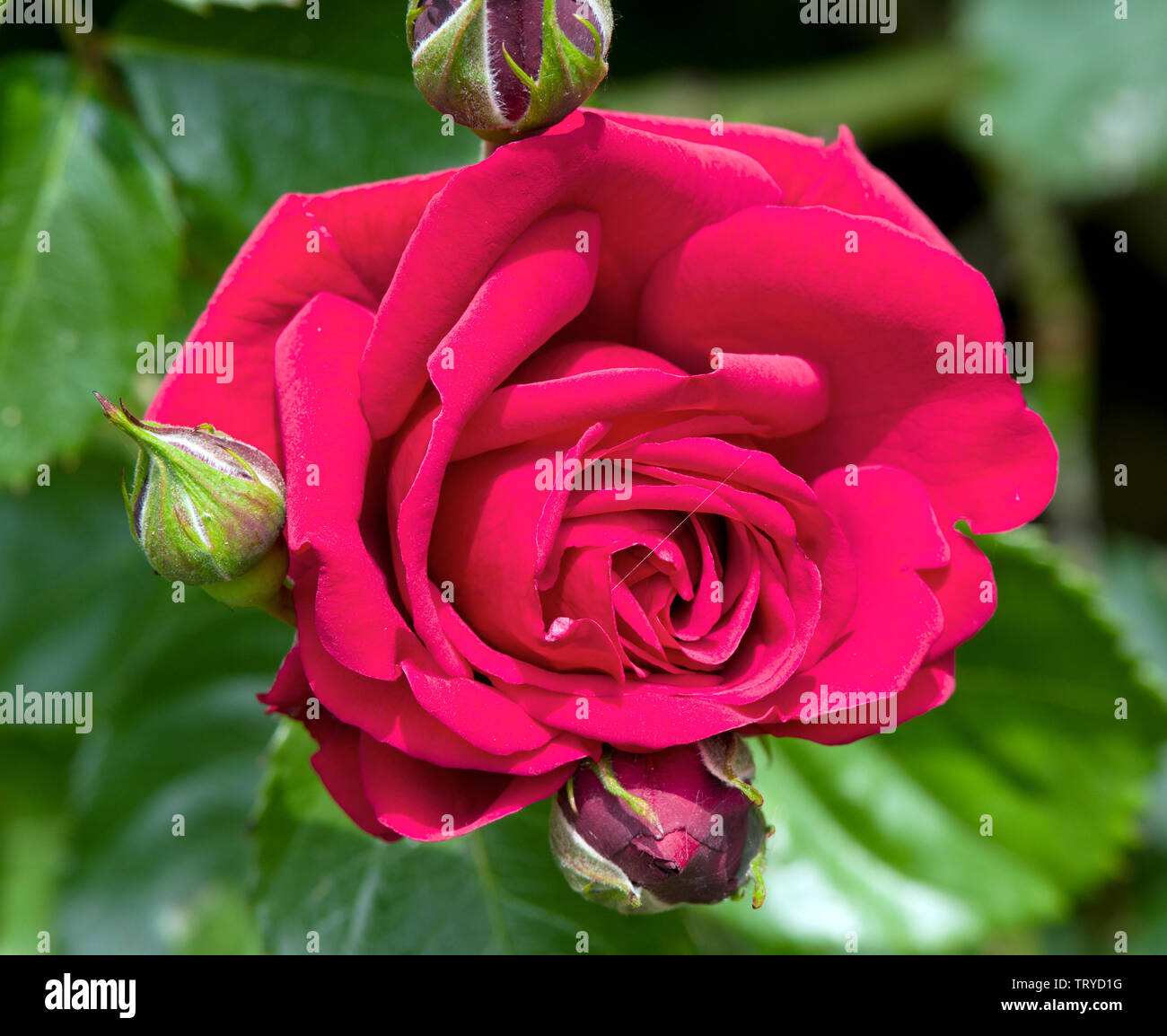 Rose Graves de Vayres Banque D'Images