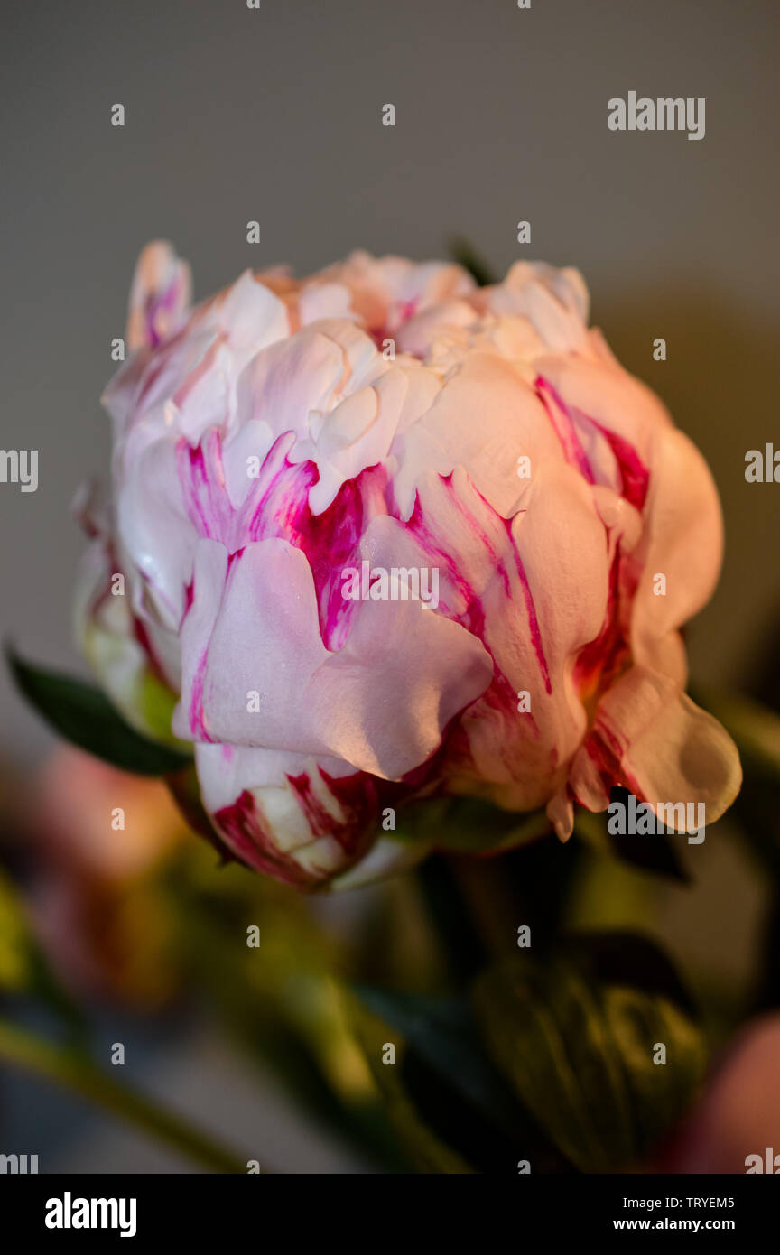 Gros plan d'une seule rose pâle et rose foncé avec des pétales de garde ou la pivoine La pivoine de la famille vivaces Banque D'Images