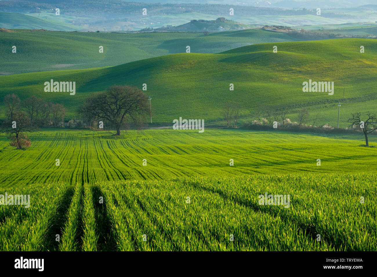 Val d'Orcia, Toscane, Italie Banque D'Images