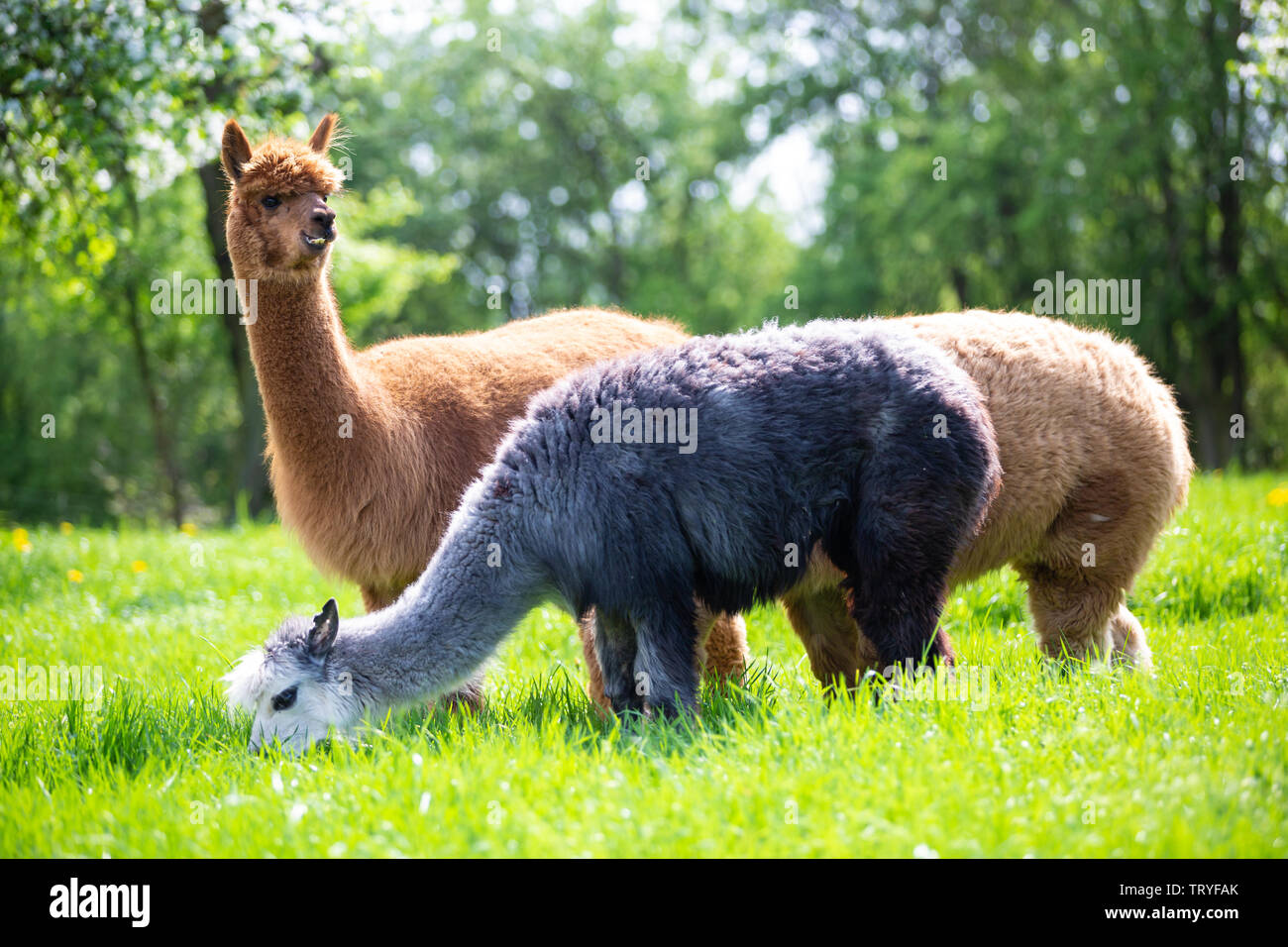 L'alpaga mange de l'herbe, les mammifères d'Amérique du Sud Banque D'Images