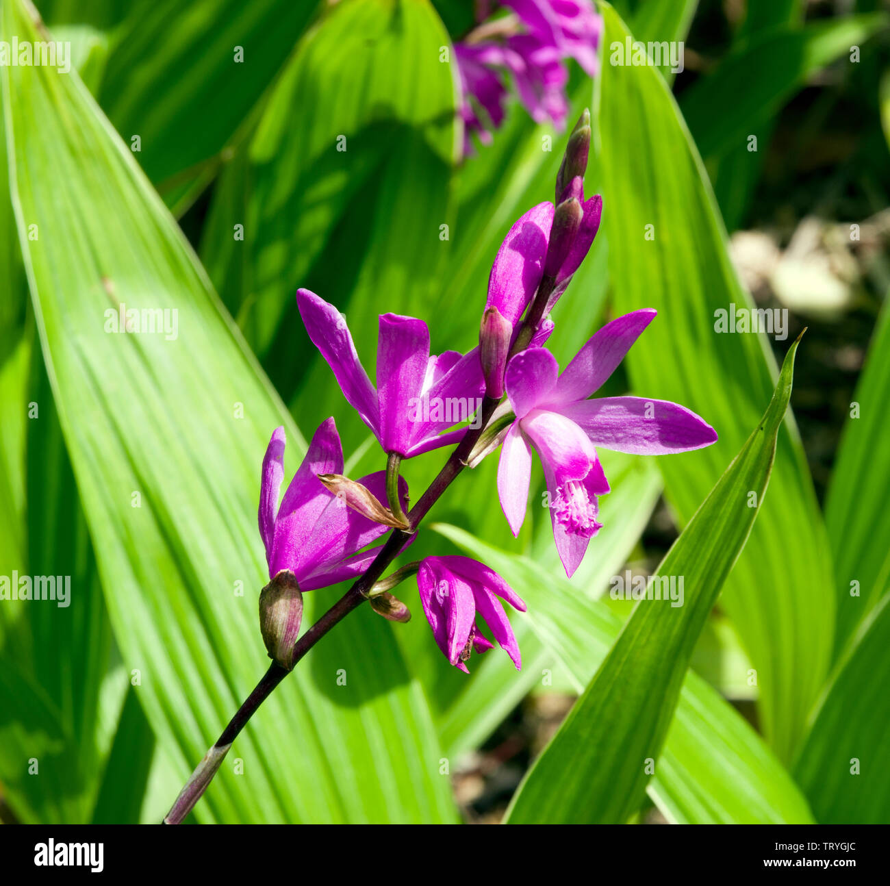 Orchidée jacinthe, Bletilla striata Banque D'Images