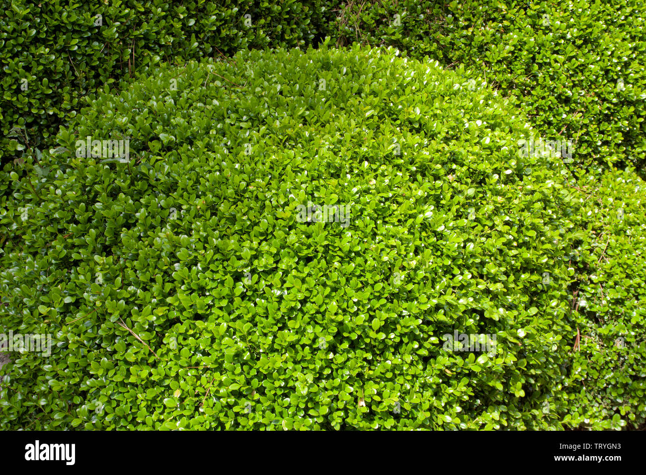 Buxus microphylla Buis Coréen, Wintergreen Banque D'Images