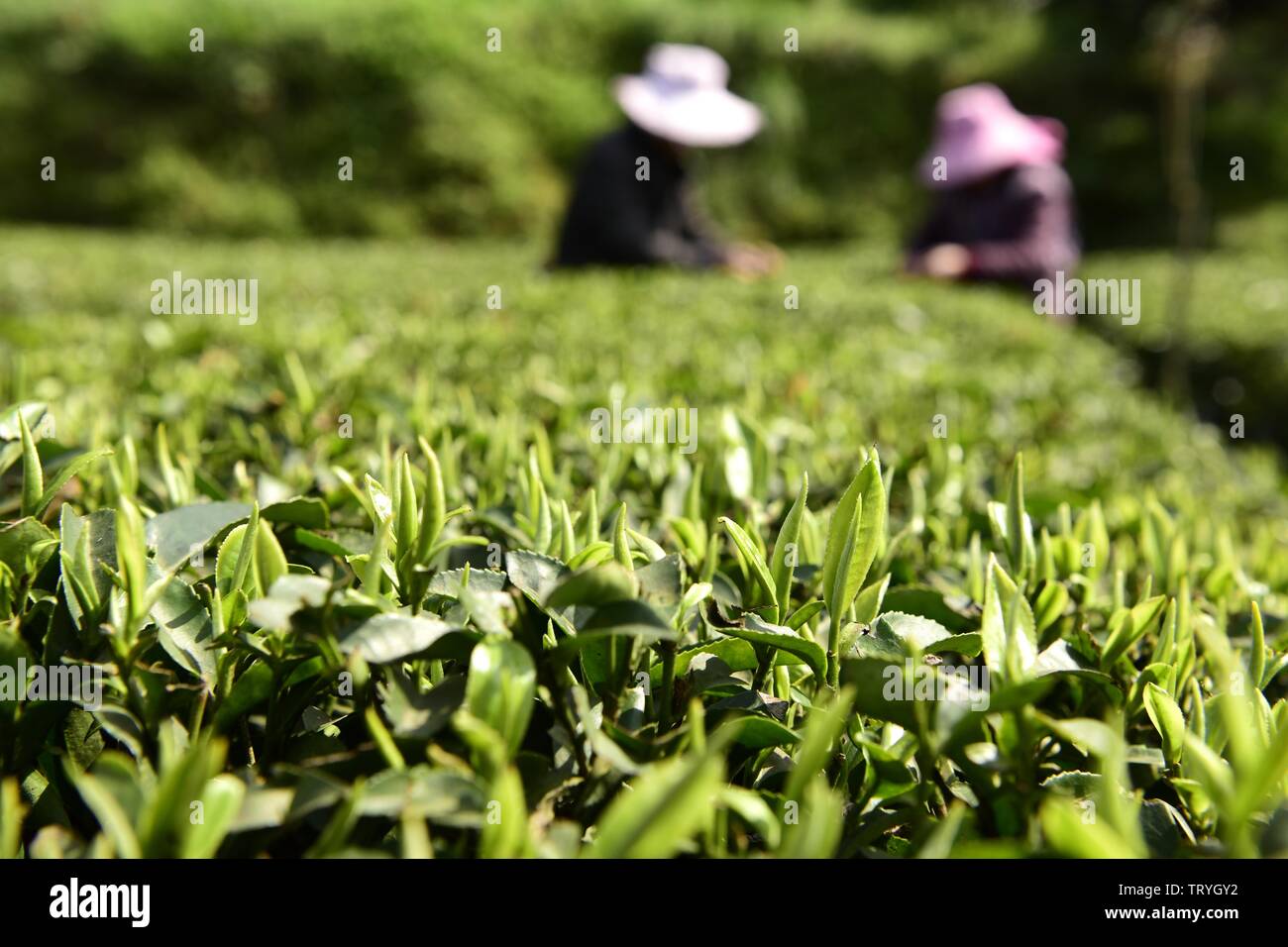 Le 18 mars, les agriculteurs ont été thé thé bourgeons ramasser dans Xiangkou, Banana Village, Canton, Ville Enshi Tujia Enshi Préfecture autonome Miao, Province de Hubei. À la veille de l'équinoxe de printemps, la température a augmenté. Dans Enshi Tujia Enshi, Ville Préfecture autonome Miao, Province de Hubei, plus de 300 000 mu de thé local ont été arrêtés l'un après l'autre, et des agriculteurs de thé brouillés pour plateau de printemps par temps ensoleillé pour fournir à la demande du marché. Banque D'Images