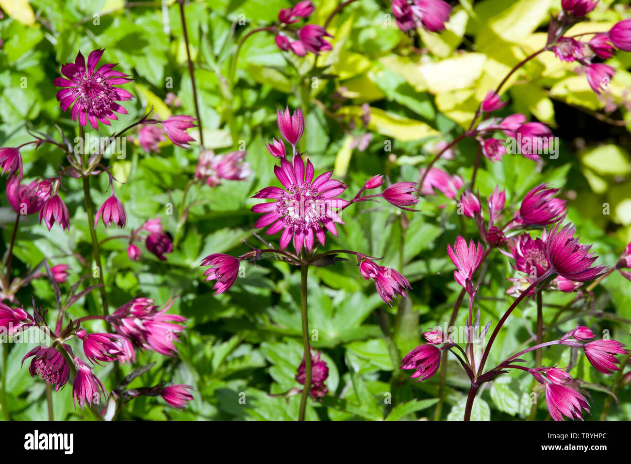 Astrantia major 'Rubra' Banque D'Images