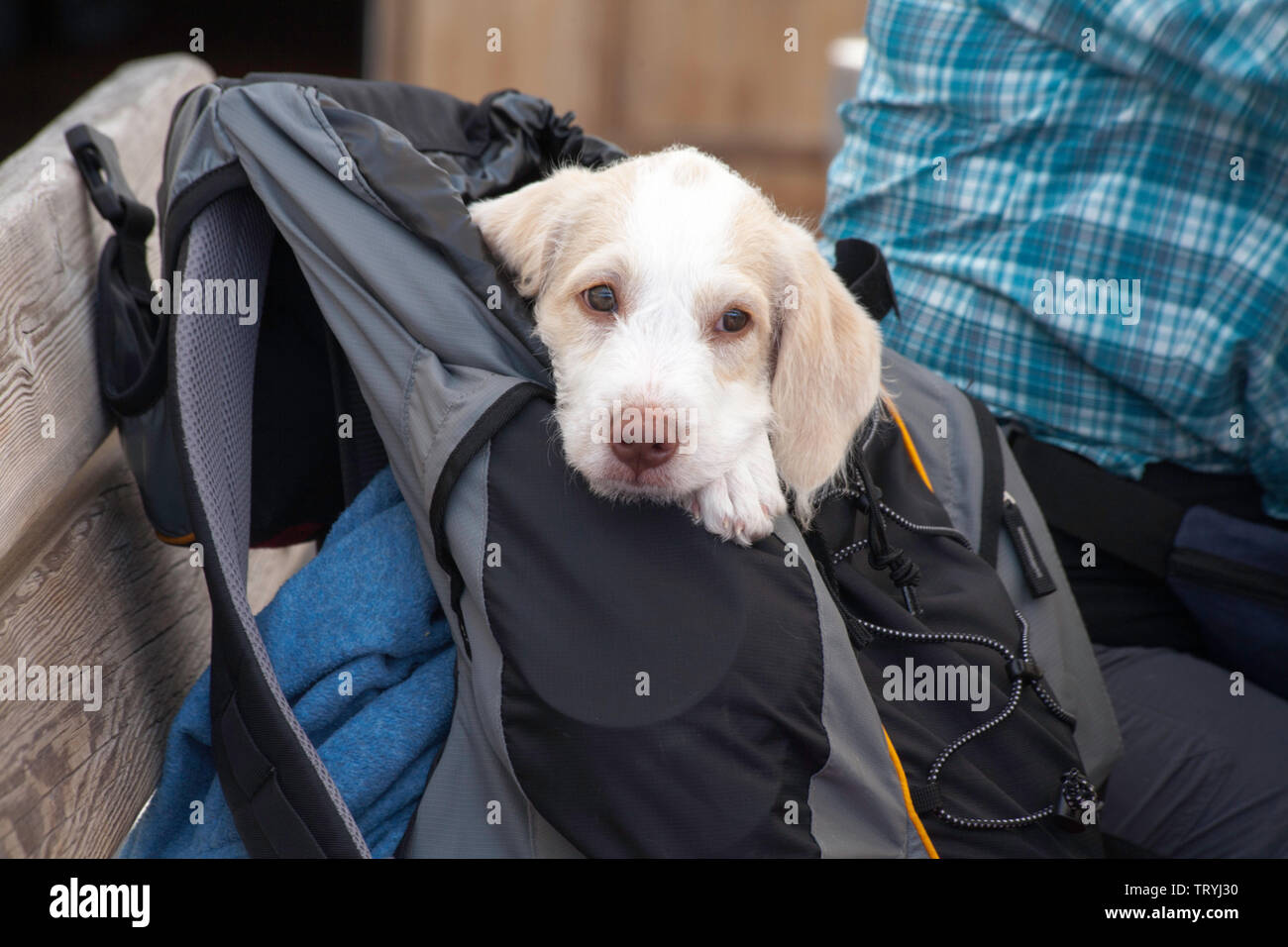 Jeune chiot profitant d'une sieste dans un sac à dos en attendant de faire une promenade dans l'Alpe di Siusi au-dessus de Ortisei Val Gardena Dolomites Tyrol du Sud, Italie Banque D'Images