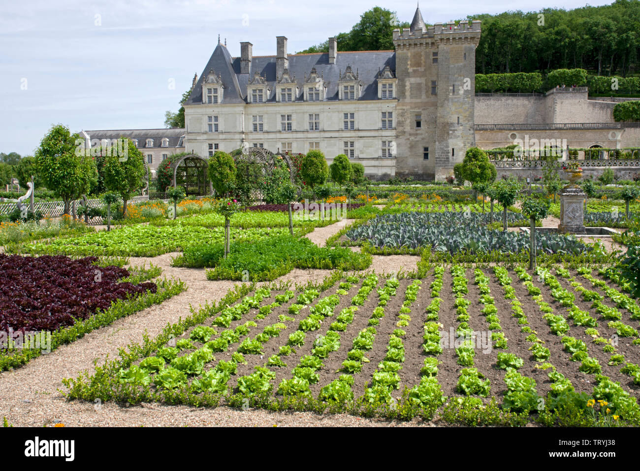 Le Potager du Château Villandry Banque D'Images