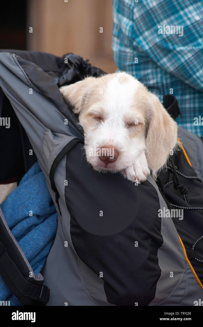 Jeune chiot profitant d'une sieste dans un sac à dos en attendant de faire une promenade dans l'Alpe di Siusi au-dessus de Ortisei Val Gardena Dolomites Tyrol du Sud, Italie Banque D'Images