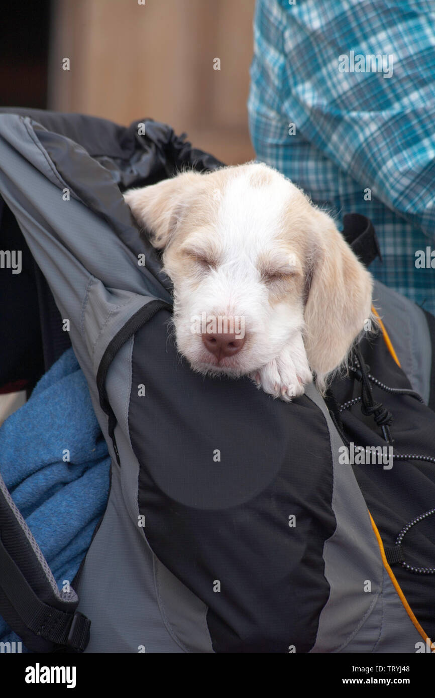 Jeune chiot profitant d'une sieste dans un sac à dos en attendant de faire une promenade dans l'Alpe di Siusi au-dessus de Ortisei Val Gardena Dolomites Tyrol du Sud, Italie Banque D'Images