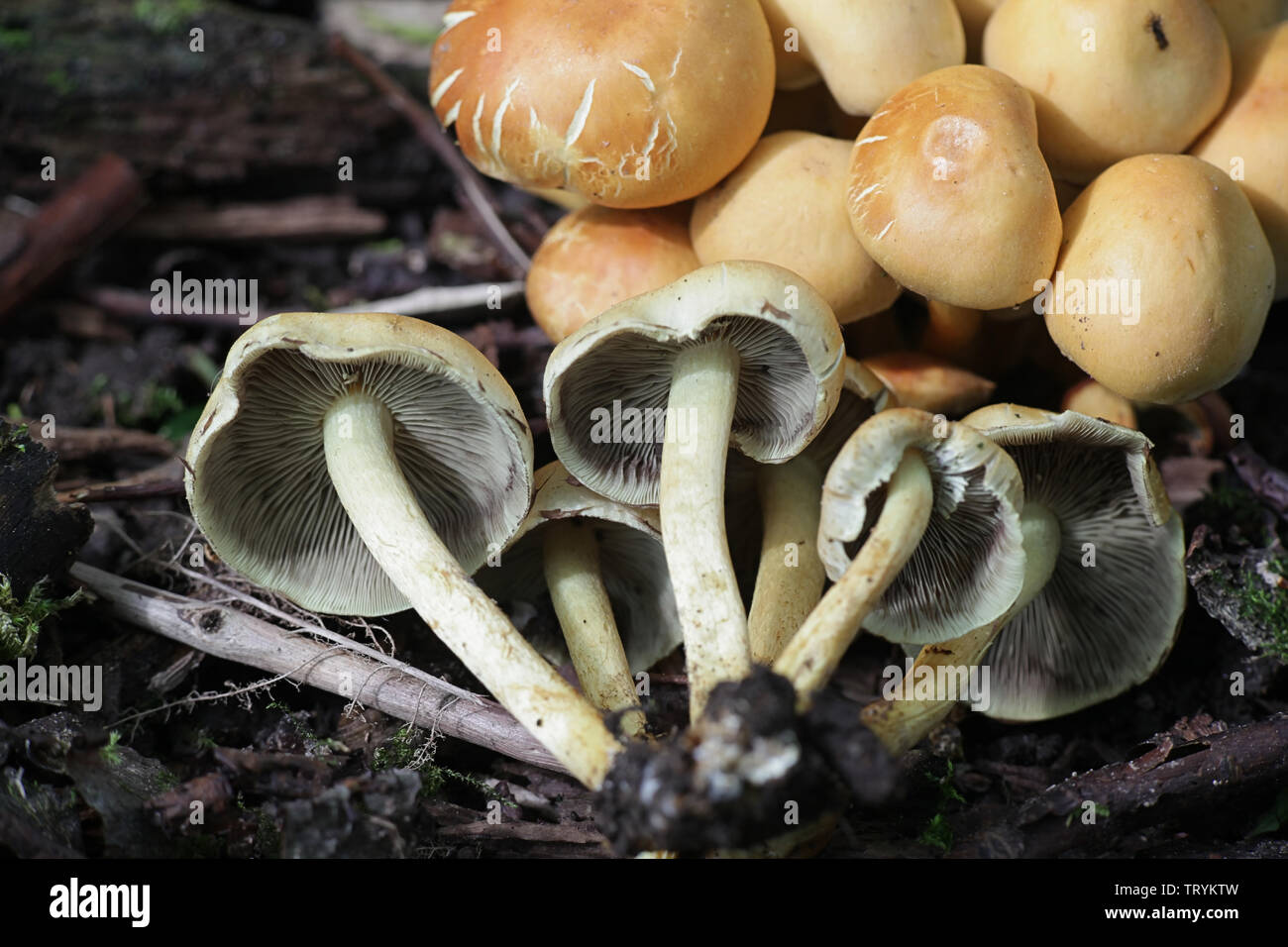 Hypholoma capnoides, connu sous le nom de touffe de conifères, un champignon comestible sauvage de la Finlande Banque D'Images