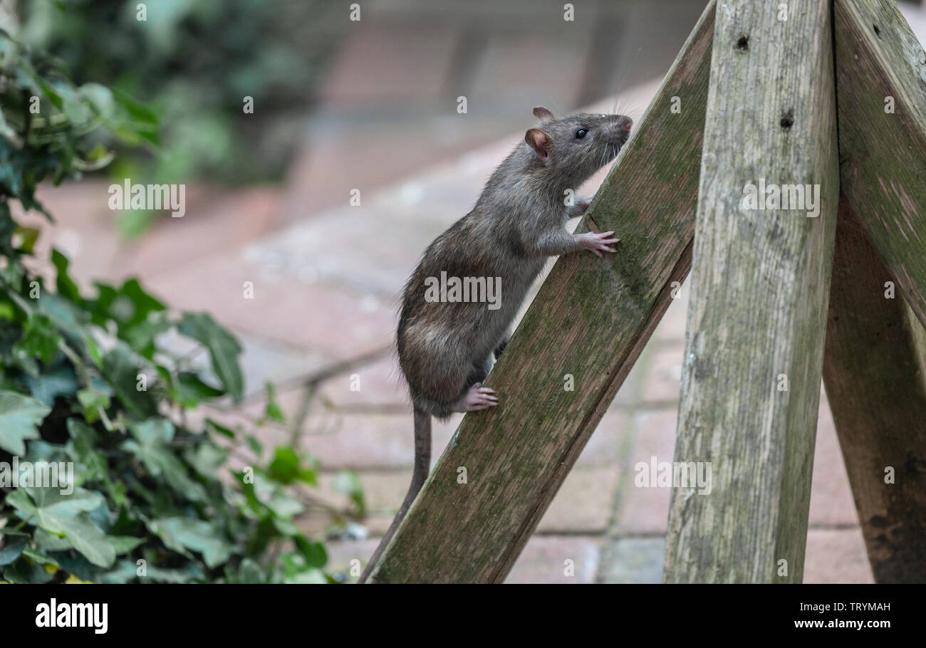 Un rat surmulot, Rattus norvegicus, monte de la base d'une mangeoire pour oiseaux. Banque D'Images