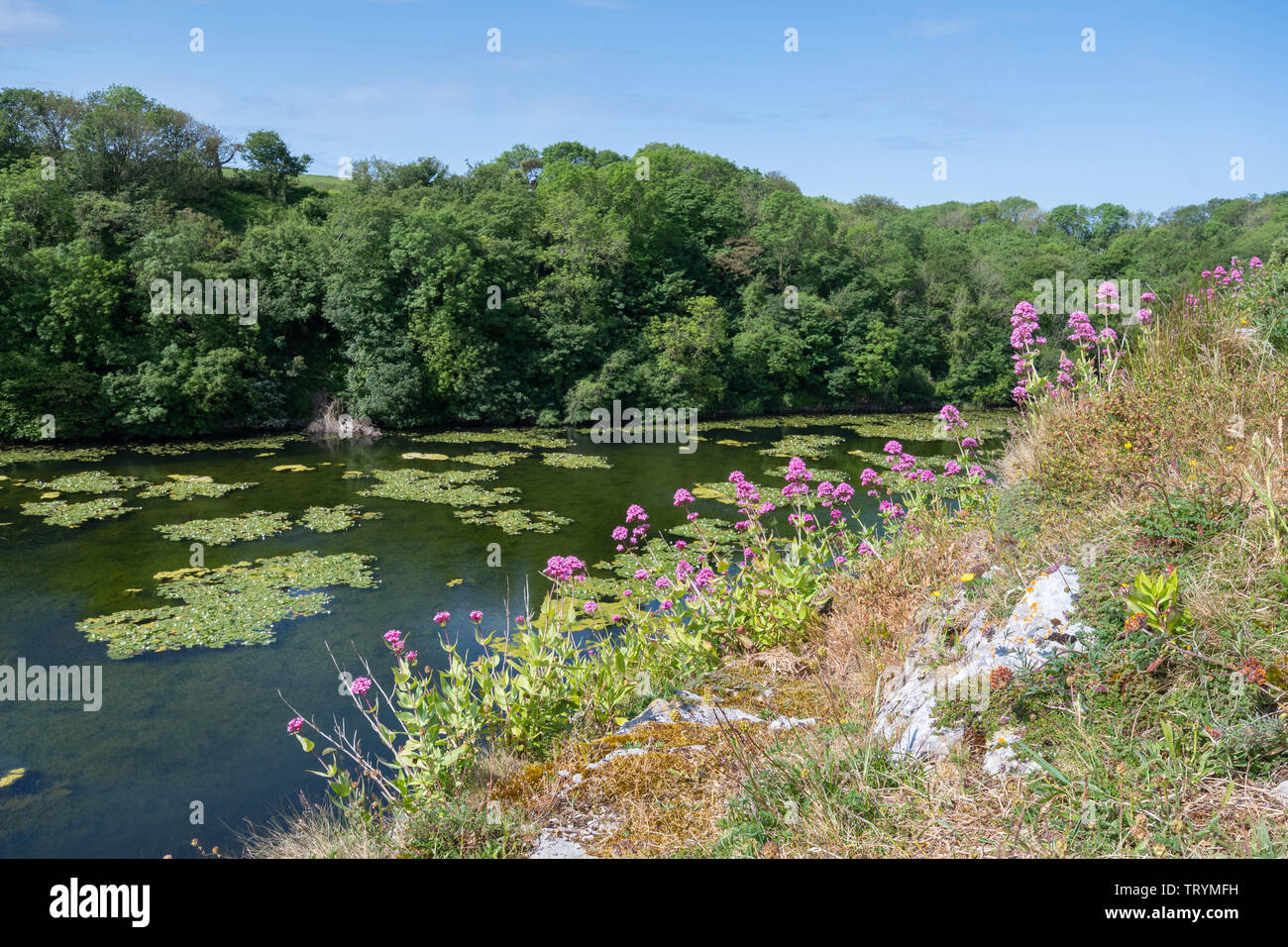 Bosherston Lily Ponds (lacs) dans la région de Pembrokeshire, Pays de Galles, en juin (début de l'été) Banque D'Images