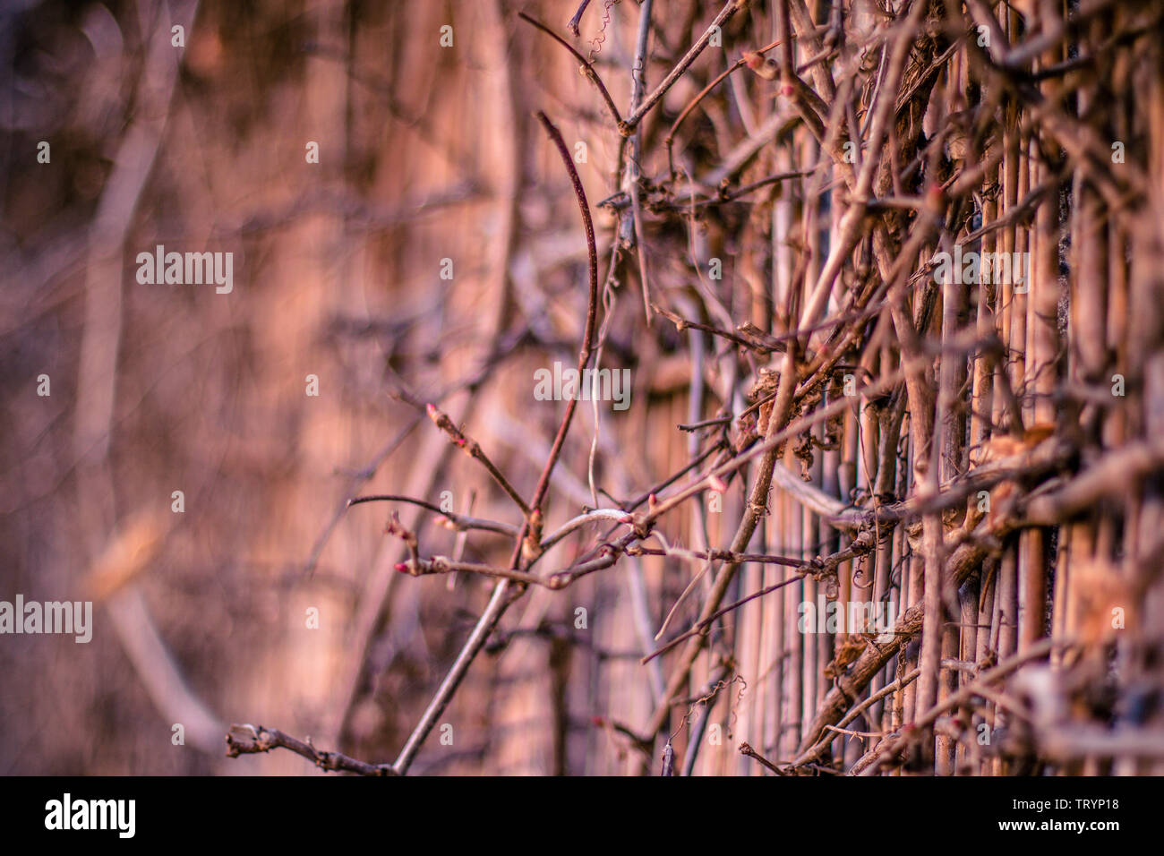 Magnifique coucher de soleil sur les branches s'étendant sur l'ancien mur. Banque D'Images