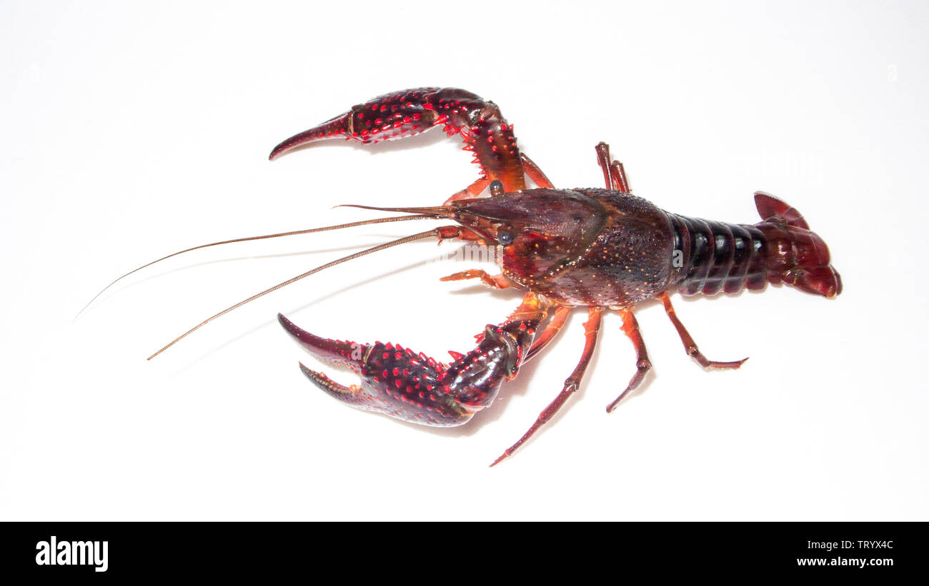 Procambarus clarkii Banque D'Images