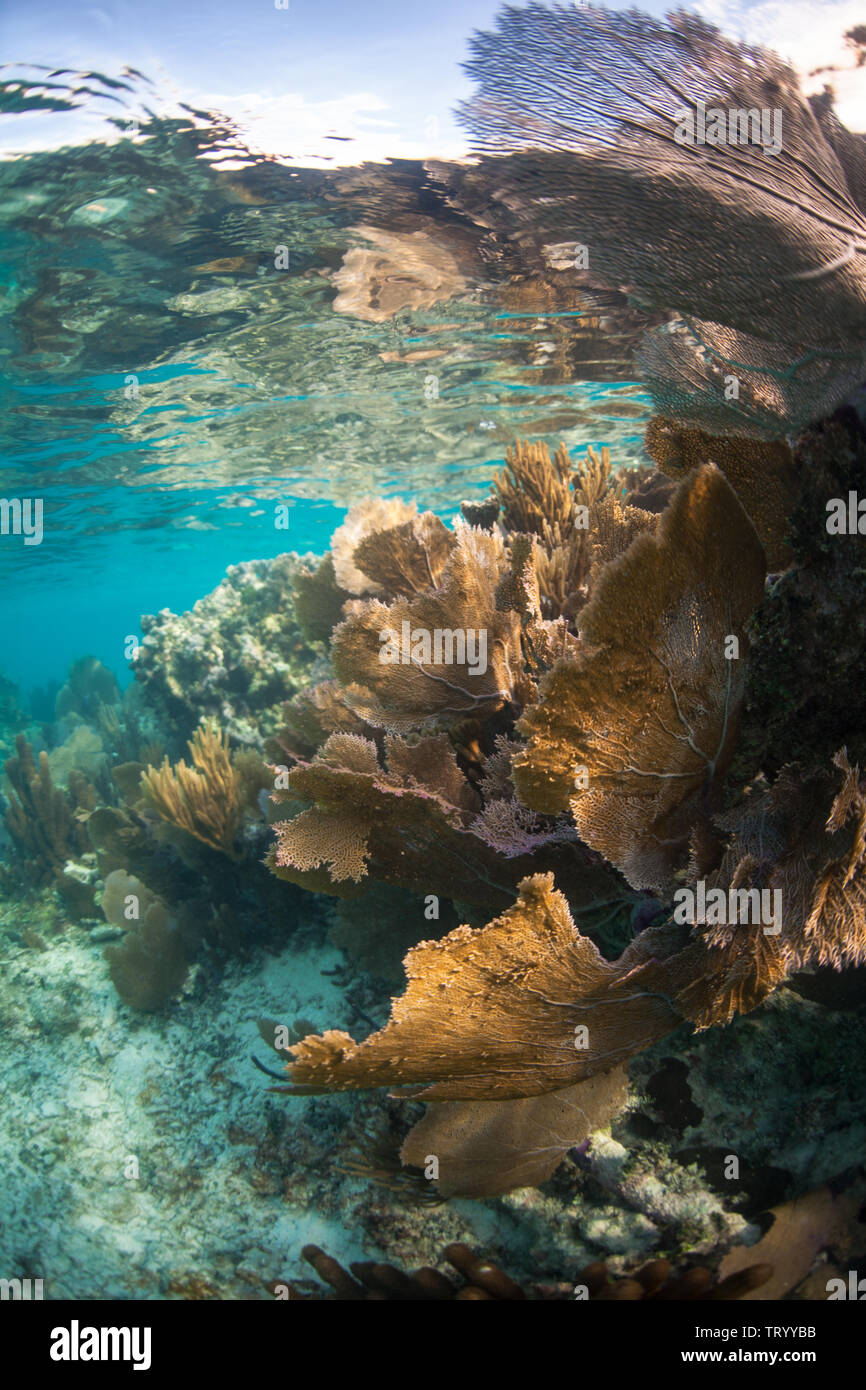 Une belle et des récifs coralliens peu profonds pousse dans la mer des Caraïbes au large de la côte du Belize. Cette région fait partie de la Barrière de Corail mésoaméricaine. Banque D'Images