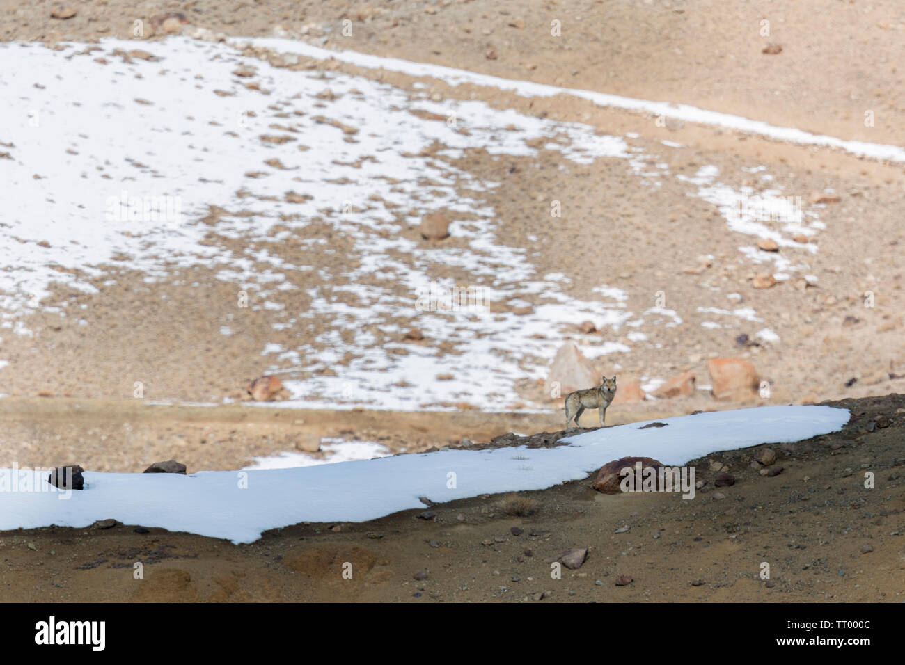 Loup tibétain ou Canis lupus filchneri au Ladakh, le Jammu-et-Cachemire en hiver après des chutes de neige. Banque D'Images