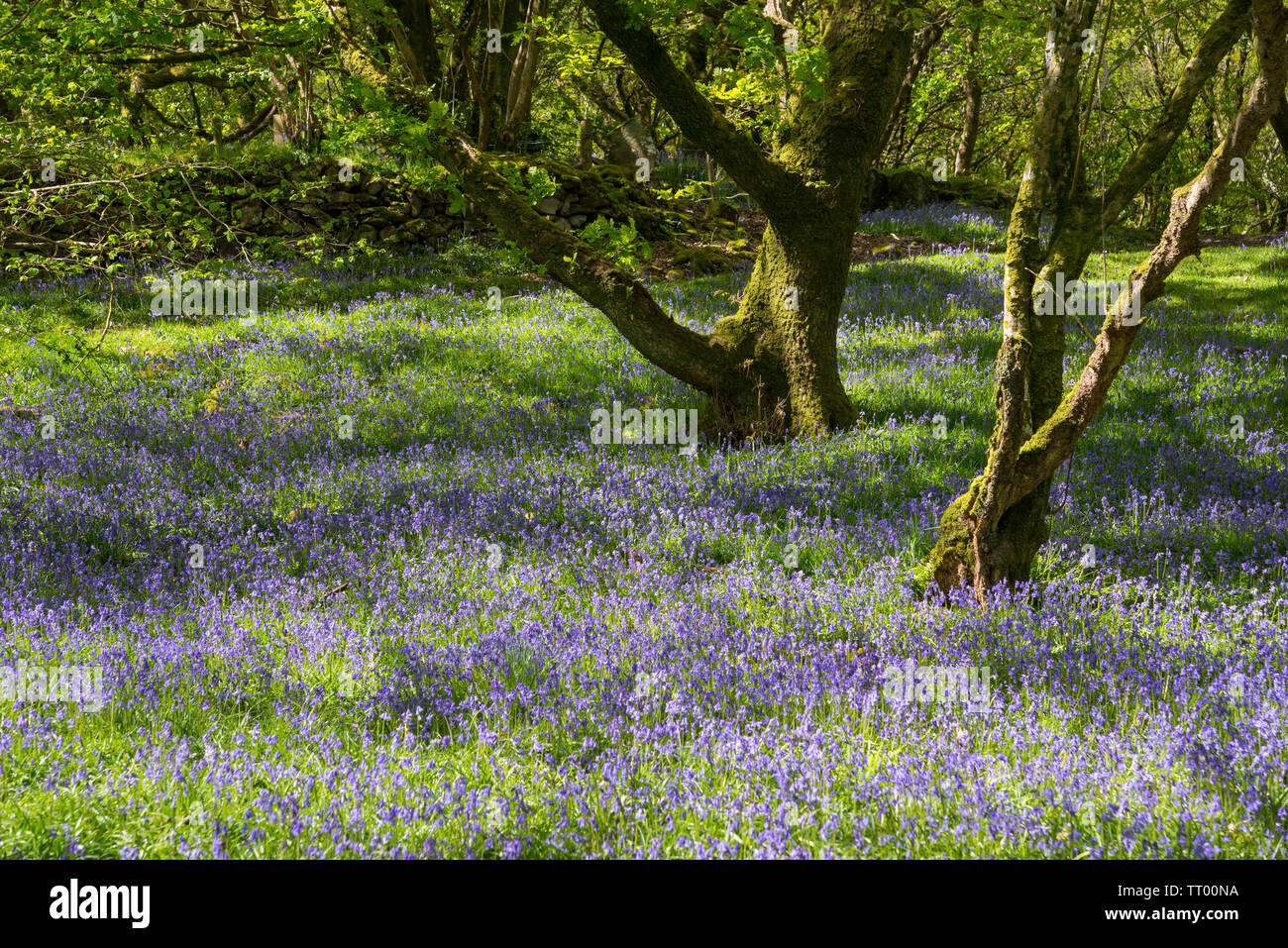 Au printemps à la réserve naturelle de Canol Ty près de Newport Pembrokeshire, dans l'ouest du pays de Galles. Banque D'Images