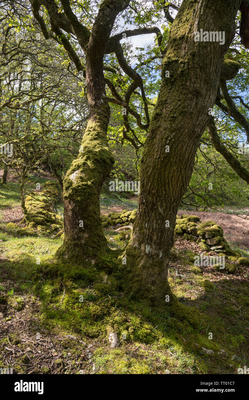 Au printemps à la réserve naturelle de Canol Ty près de Newport Pembrokeshire, dans l'ouest du pays de Galles. Banque D'Images