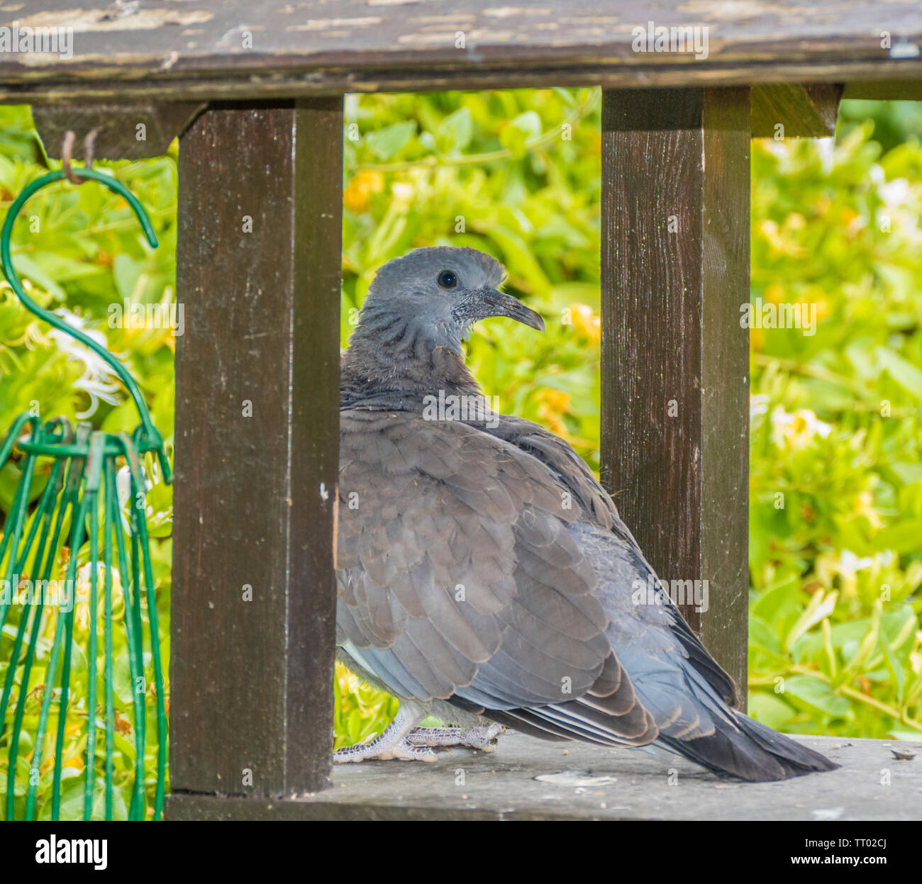 Un bébé pigeon bois commun - Columba palumbus - juste assez vieux pour voler et calmement et permanent à la recherche autour d'une table d'oiseaux couverts dans un jardin. Banque D'Images