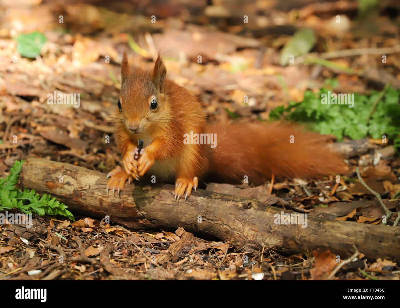 Un Mignon Bebe Ecureuil Roux Sciurus Vulgaris Pris A La Fin Du Printemps Sur L Ile D Anglesey Dans Le Nord Du Pays De Galles Royaume Uni Photo Stock Alamy