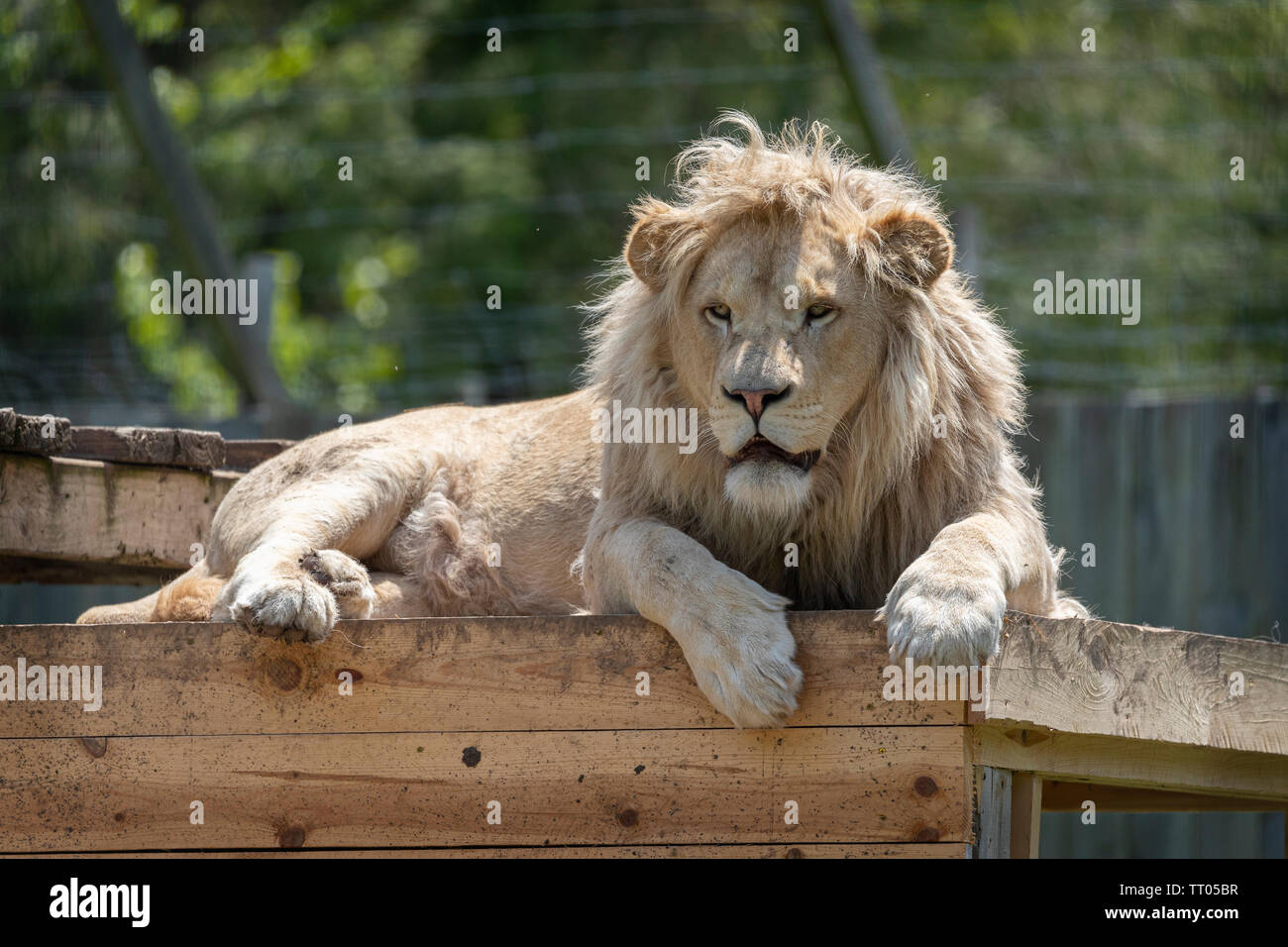 Lion Banque D'Images