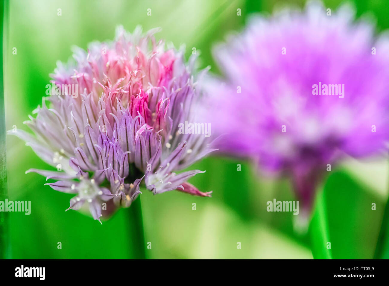 Close-up de capitules de ciboulette. Allium schoenoprasum Banque D'Images