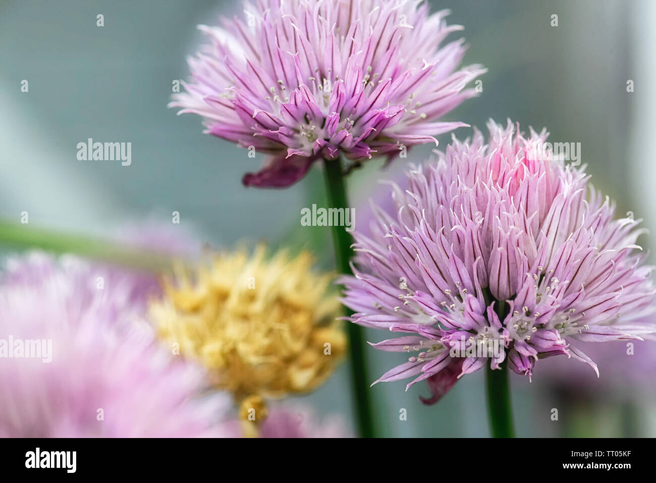 Close-up de capitules de ciboulette. Allium schoenoprasum Banque D'Images