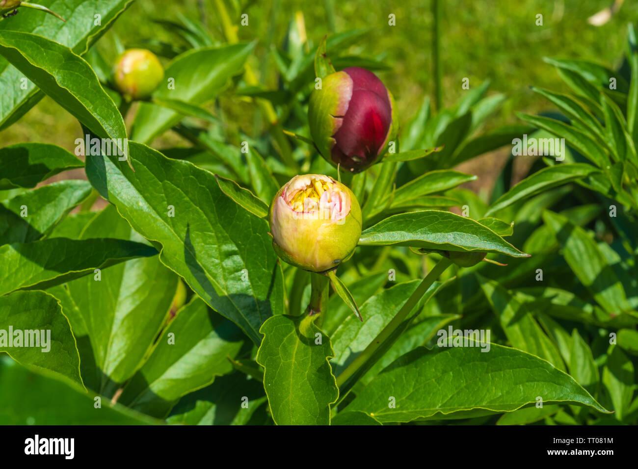 Des boutons de fleurs de pivoine Banque D'Images