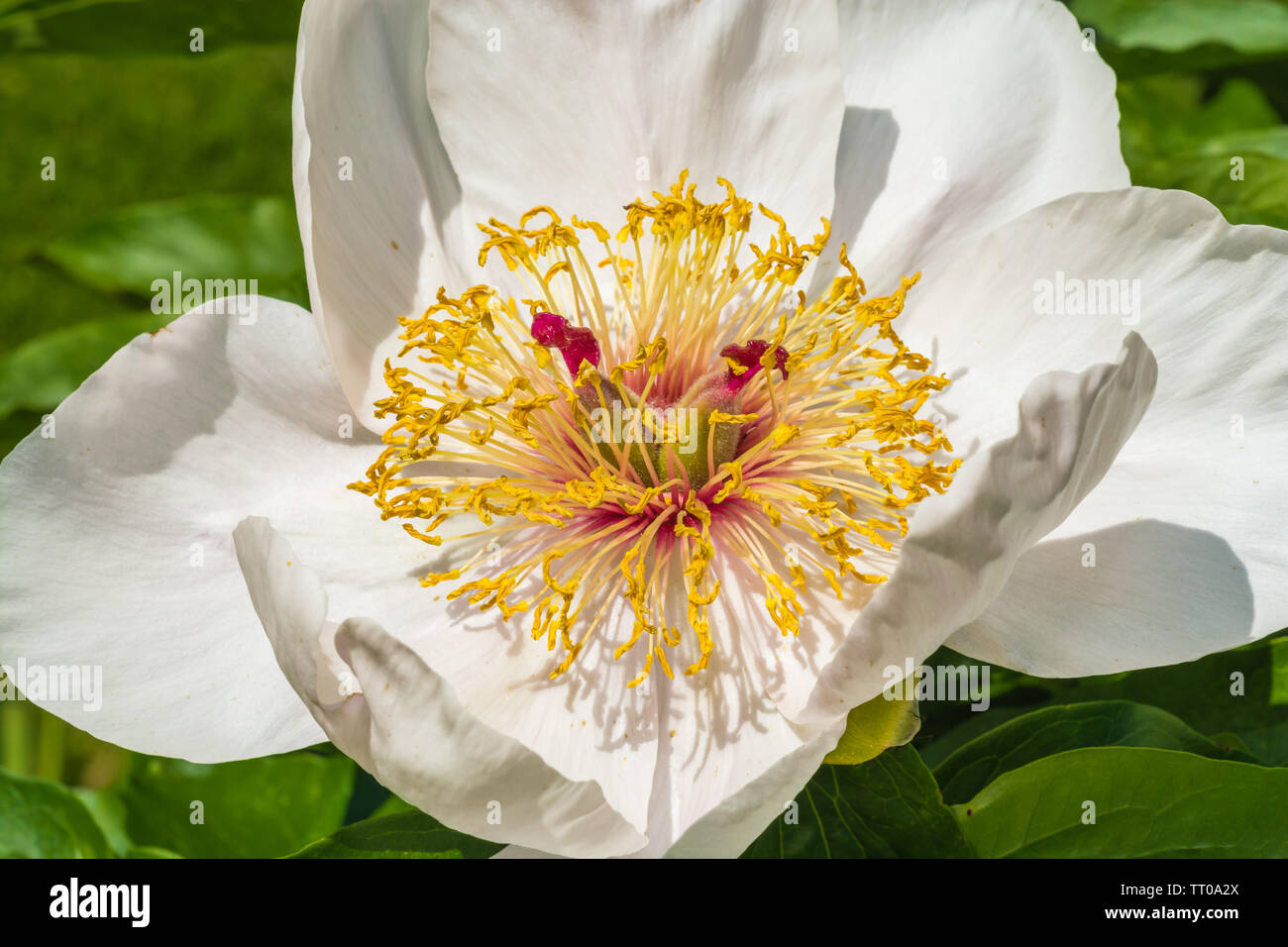 Gros plan sur la fleur de pivoine blanche Banque D'Images
