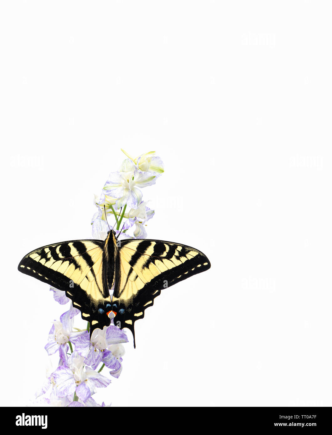 Un tigre de l'ouest Papilio rutulus) avec les ailes écartées - sur un fond blanc Banque D'Images