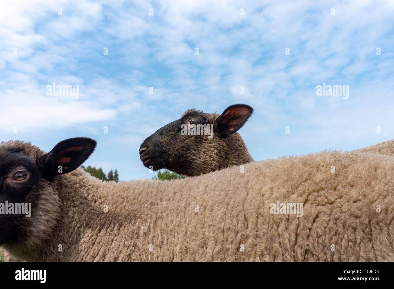 Chef d'un mouton vue sur le dos de l'autre en étroite contre un ciel nuageux ciel bleu Banque D'Images