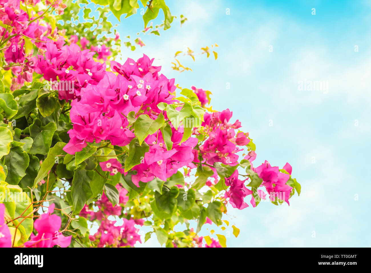 Fleurs de bougainvilliers roses sur fond bleu du ciel. Banque D'Images