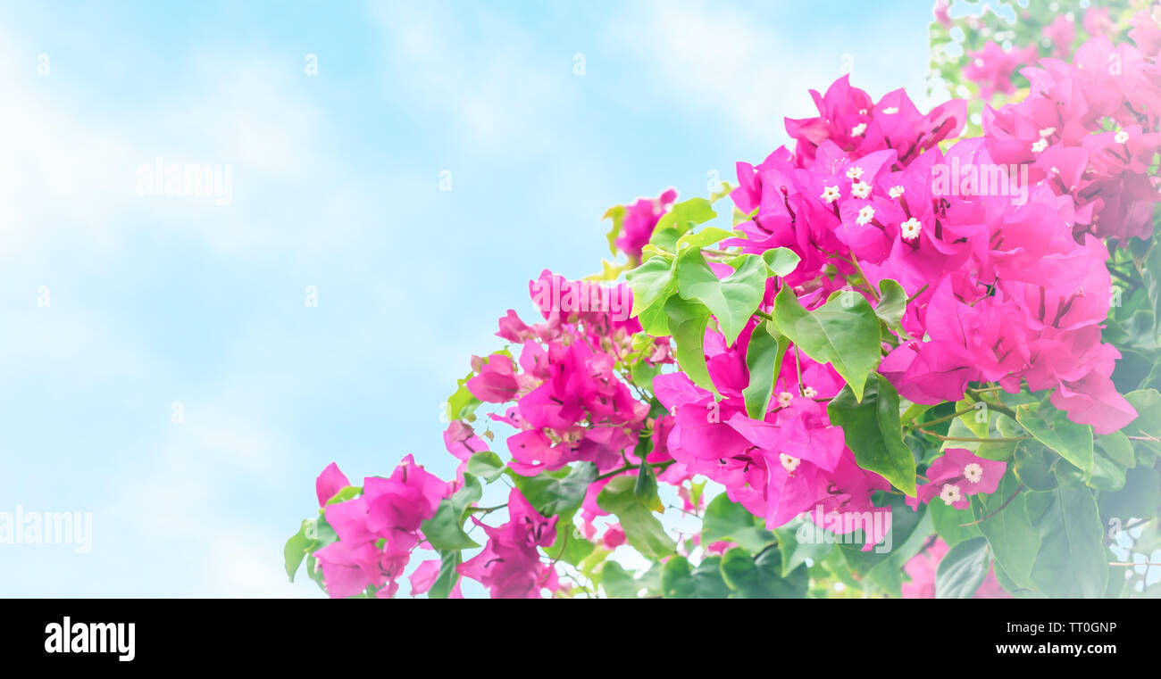 Fleurs de bougainvilliers tropicaux isolé sur fond bleu avec vignette blanche et douce. Banque D'Images