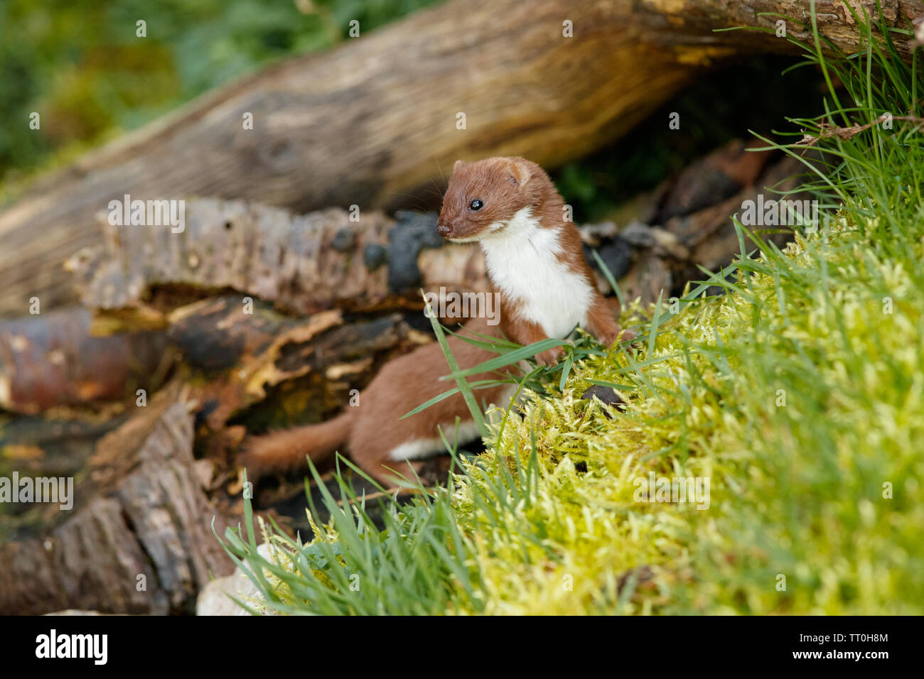 Mustela belette à queue courte Banque de photographies et d’images à ...