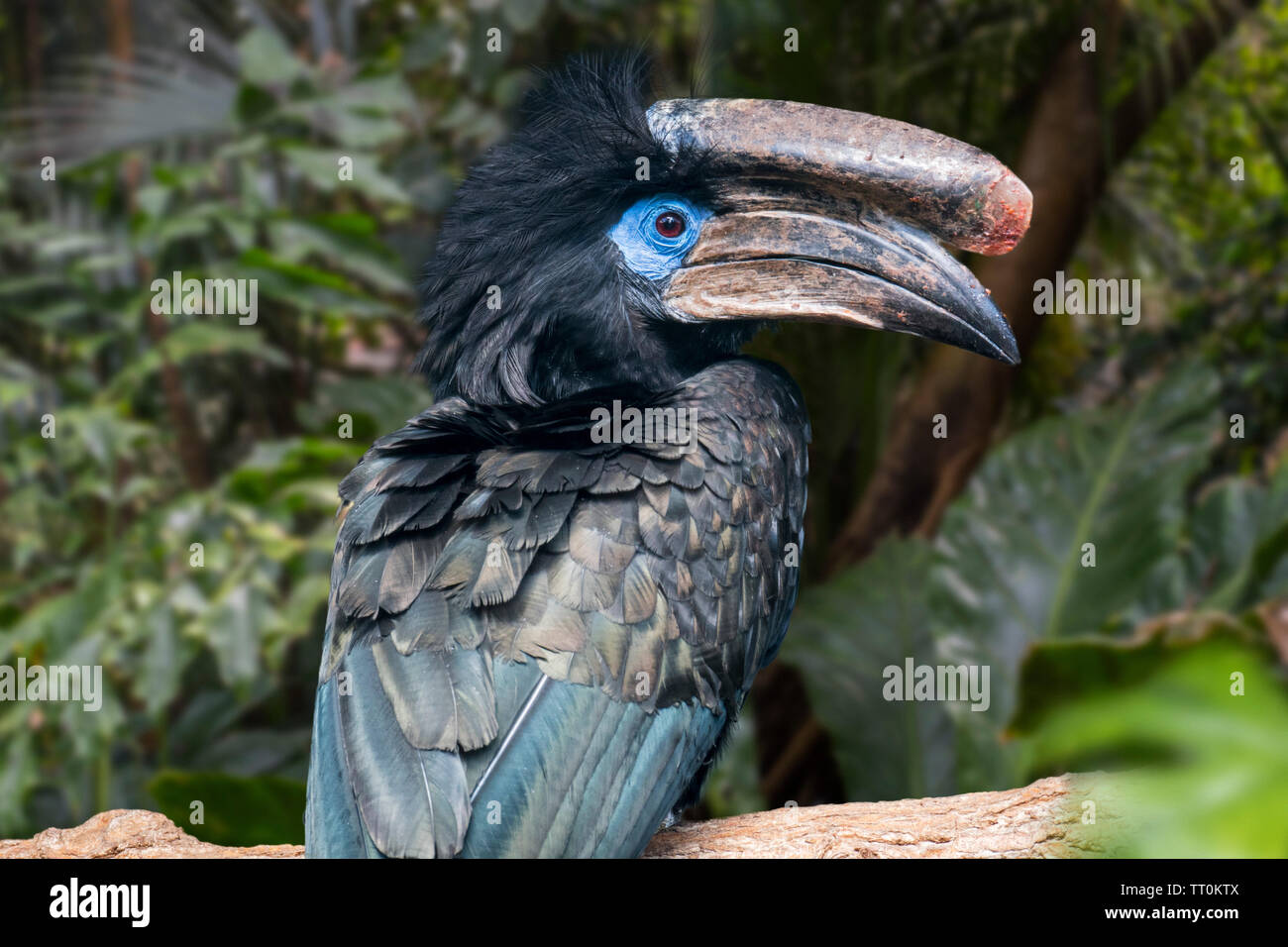 Black-casqued hornbill / black-casqued hornbill caronculée (Ceratogymna atrata) mâle perché dans l'arbre, originaire d'Afrique Banque D'Images
